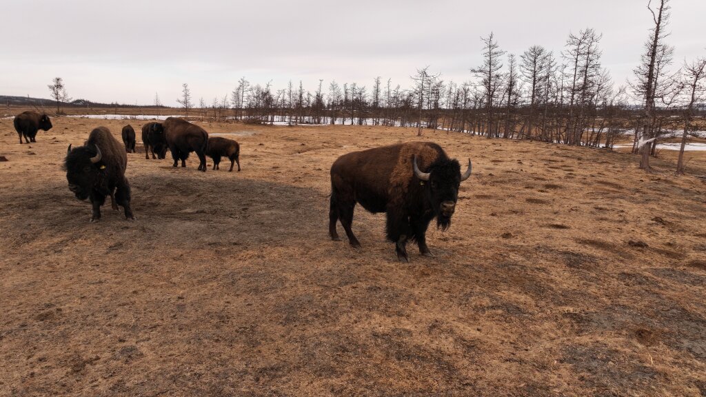 Первые в этом году овцебыки появились в природном парке «Ингилор»